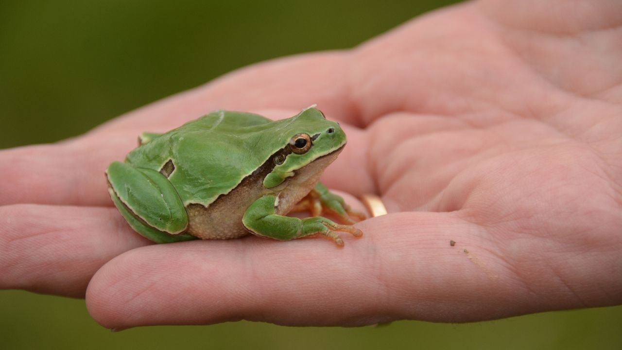 eat the frog